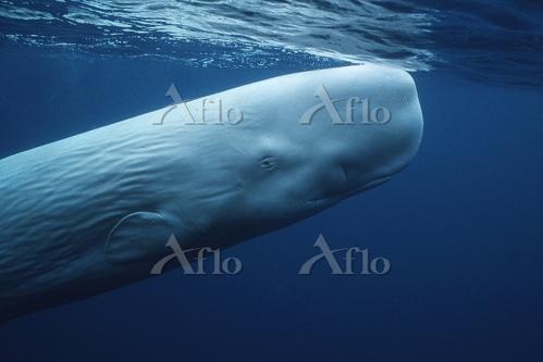 海洋之王：神秘的マッコウ鲸之谜