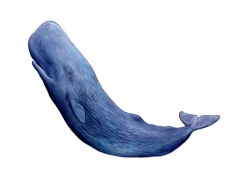 海洋之王：神秘的マッコウ鲸之谜